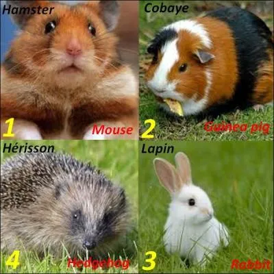 Quelle image n'a pas la bonne traduction ?