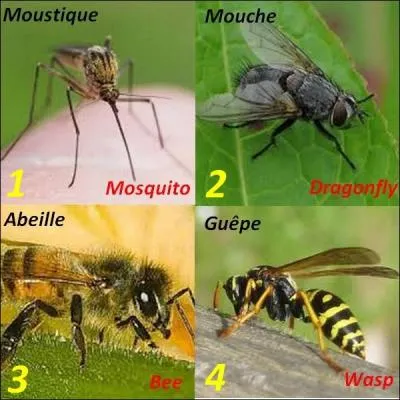 Quelle image n'a pas la bonne traduction ?