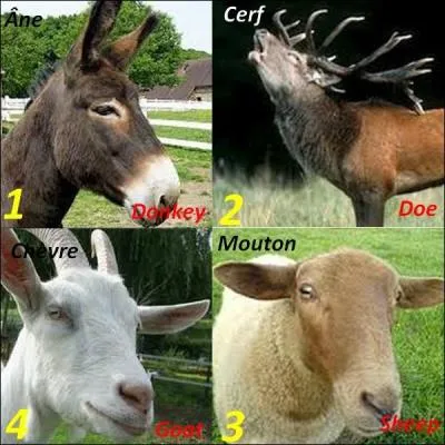 Quelle image n'a pas la bonne traduction ?