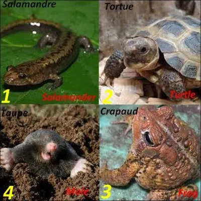 Quelle image n'a pas la bonne traduction ?