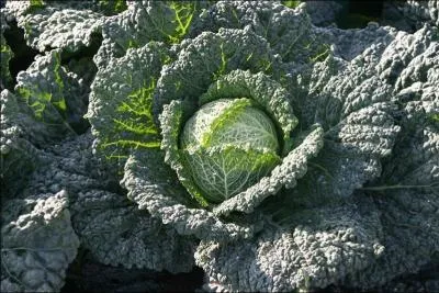 Quelle ville italienne est associée au nom de ce chou ?