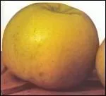 Quelle est cette variété de pomme ?