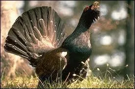 Quel est ce bel animal ?