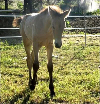 A partir de quel âge peut-on débourrer un poulain ?