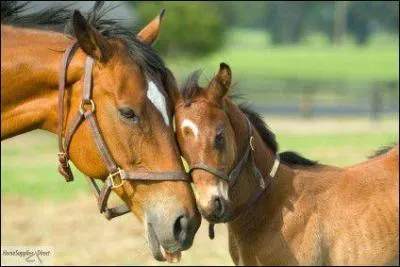 Qu'est-ce que la jument ?