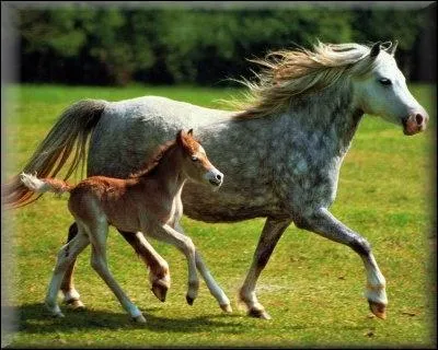 Les chevaux sont des herbivores.