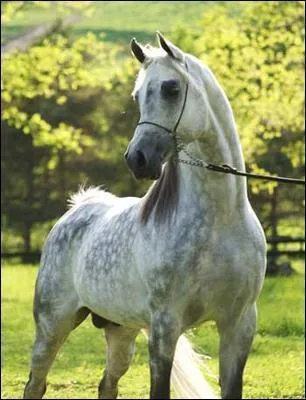 Peut-on monter sans la selle ?