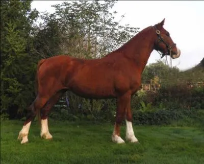 Quelle est l'espèce de ce cheval ?