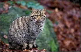 Quel est ce félin tout mignon ?