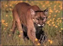 Quel est ce félin tout mignon ?