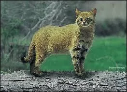 Quel est ce félin tout mignon ?