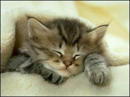 Quiz Felins