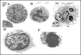 Et combien de cellules se renouvellent et meurent chaque jour ?