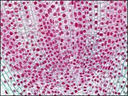 Et combien un bébé possède-t-il de cellules à la naissance ?