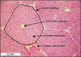 Combien de jours peuvent durer les cellules du foie ?