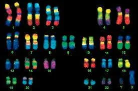 Combien une cellule compte-t-elle de chromosomes ?