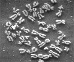 Toutes les cellules ont ce même nombre de chromosomes, mais avant la division d'une cellule, que va-t-il se passer au niveau des chromosomes pour que ces deux cellules qui auront été divisées gardent le même nombre de chromosomes ?