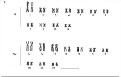 Il existe un système grâce aux chromosomes pour différencier l'homme de la femme. Quels sont leurs chromosomes ?