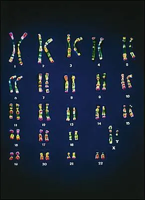 Comment appelle t-on le rangement de l'ensemble des chromosomes dans une cellule ?