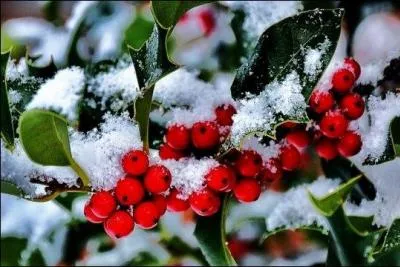 Quelle est cette plante (en anglais) souvent dans les maisons pendant la période des fêtes de Noël ?