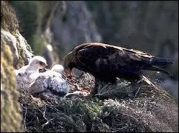 Chaque année, combien d'oeufs en moyenne pond un aigle femelle ?