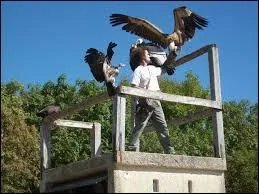 Ce parc animalier créé en 1977, est une célèbre fauconnerie située à Rocamadour dans le Lot. Quel est son nom ?