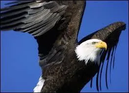 Ce rapace diurne est de la même famille que l'aigle. Comment s'appelle-t-il ?
