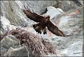 Sous quelle appellation nomme-t-on le nid de l'aigle ?