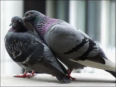 Que sont ces oiseaux fidèles et monogames ? ?