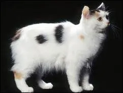 De quelle race est ce chat ?