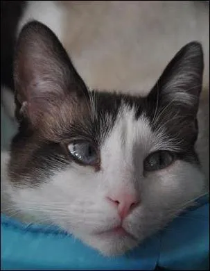 Quelle est sa race ?