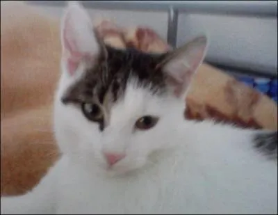 De quelle race est ce chat ?