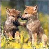 Laquelle de ces informations est juste concernant la loupiote ?