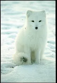 Quel est cet animal qui vit dans l'ensemble de l'Arctique ?