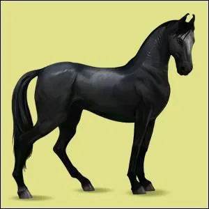 Quelle est la race de ce cheval ?