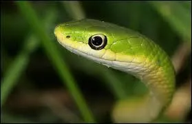 S- Parmi ces espèces, laquelle ne concerne pas les serpents ?