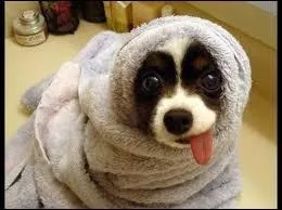 Avoir des dents de :