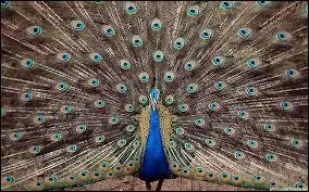 Être fier comme un :