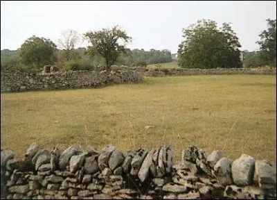 Ils ont des lunettes noires, les -------------.