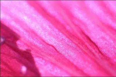 Le rose est qualifié de couleur :