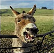 Oui, vous avez le droit de dire que je mérite des coups, mais j'en ris de toutes mes dents !