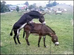 Quel nom porte le mâle reproducteur ?