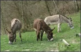 Les ânes sont omnivores.