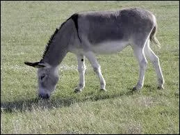 Les ânes de race grise portent une croix sur le dos.