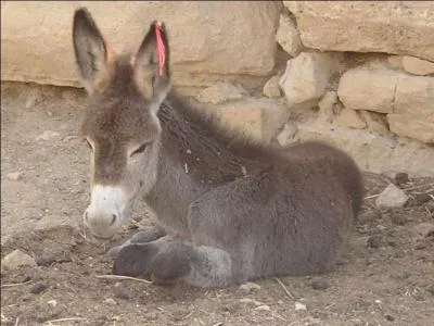 Qui chante « Le Petit Âne gris » ?