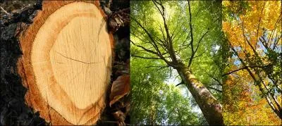 Pourquoi ne coupe-t-on pas le bois durant une nuit sans lune ------ ?