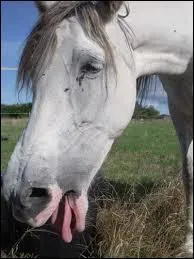 Quand un cheval peut-il vomir ?