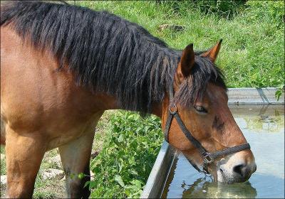 Combien de litres d'eau un cheval boit-il par jour ?
