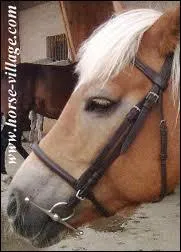 Comment règle-t-on le montant de la muserolle ?