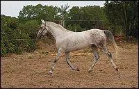 Le trot est une allure :